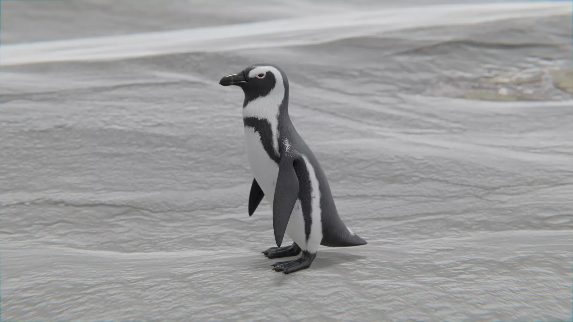 African penguin Low-poly 3D model_0