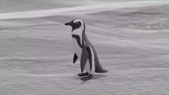 African penguin Low-poly 3D model