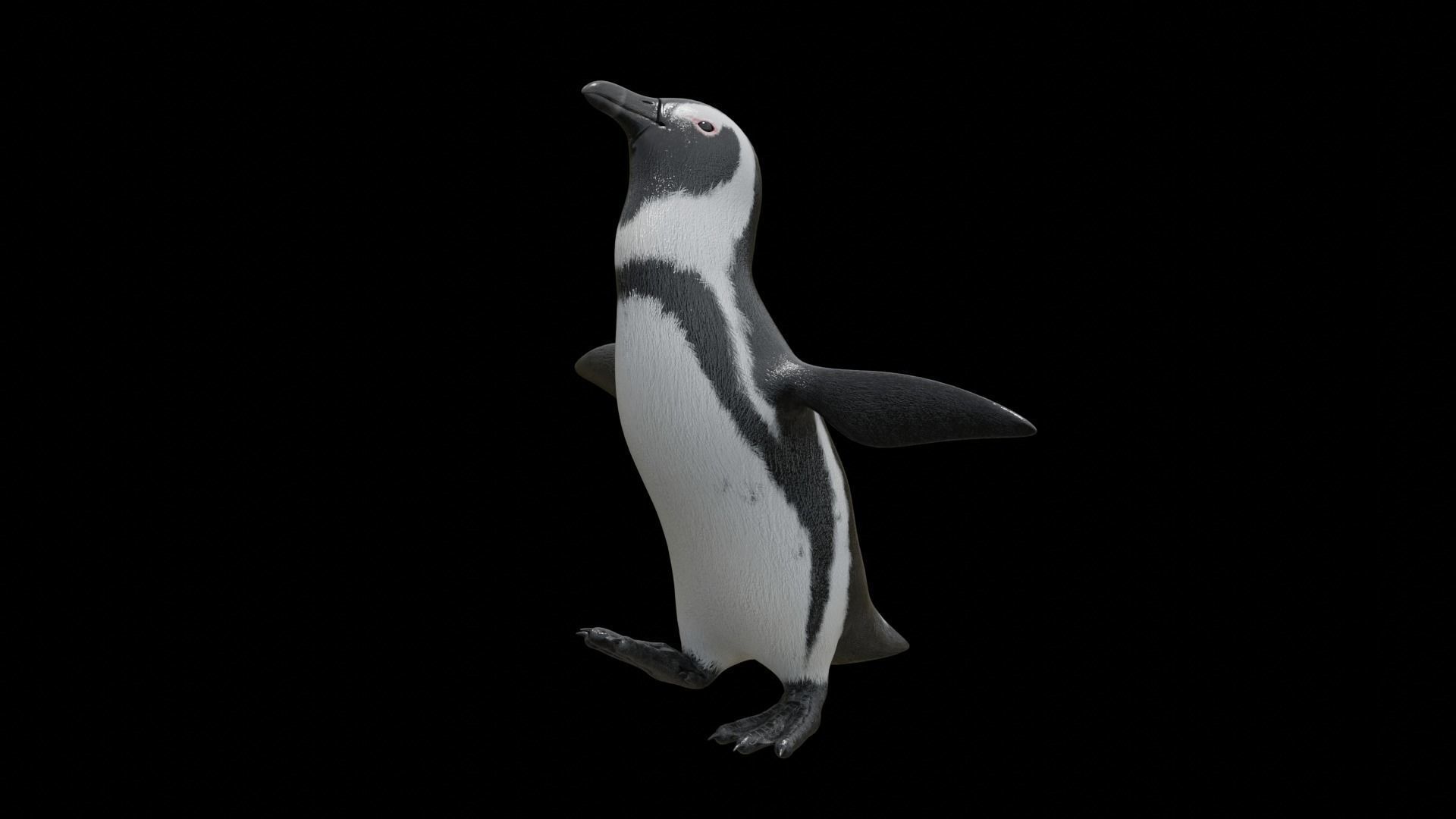 African penguin Low-poly 3D model_15