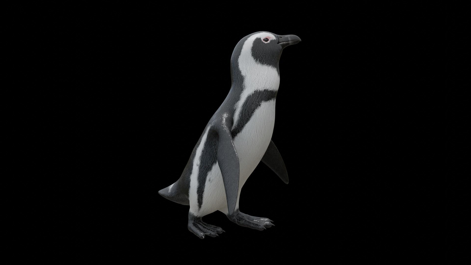 African penguin Low-poly 3D model_30