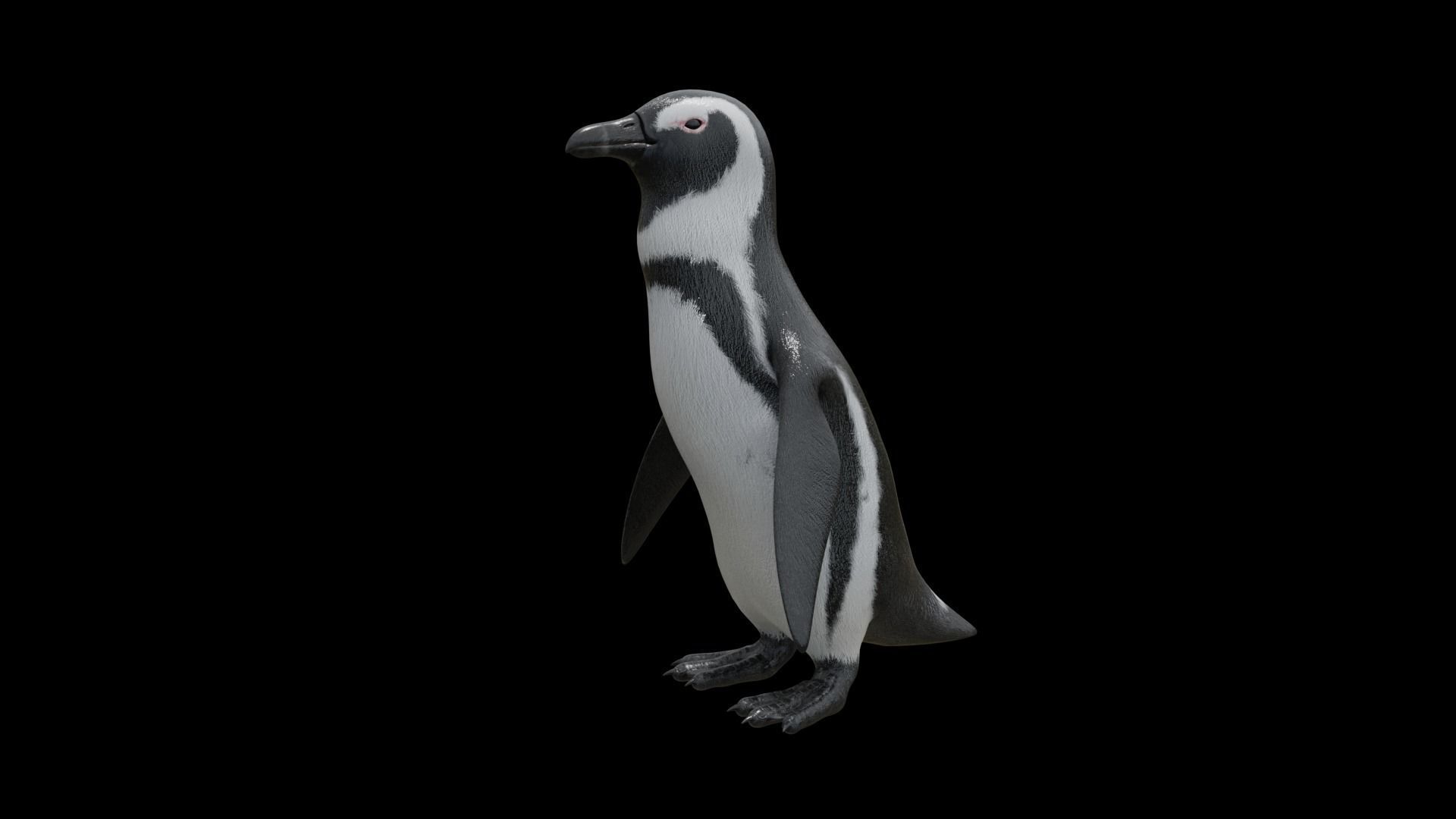 African penguin Low-poly 3D model_21