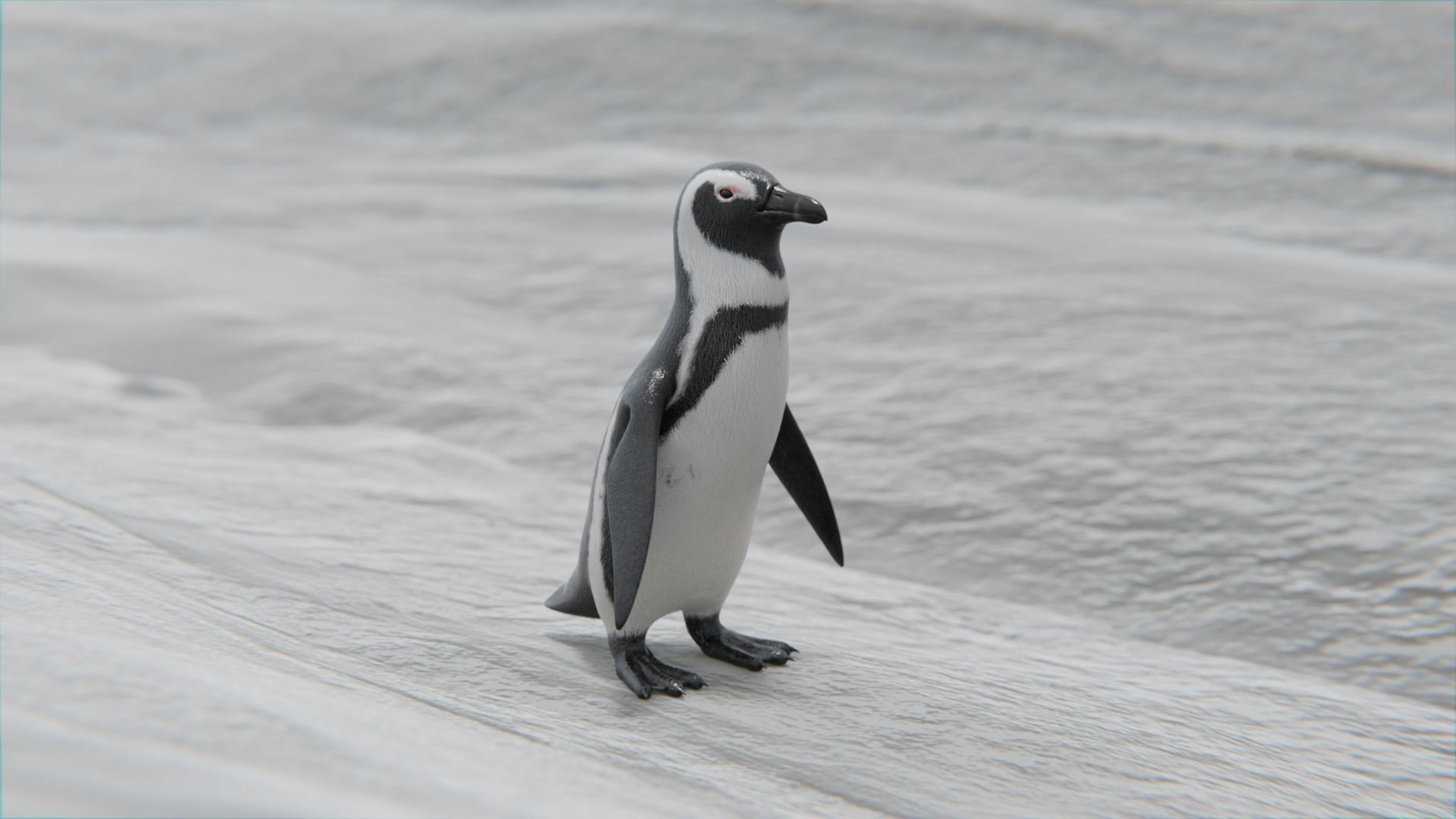 African penguin Low-poly 3D model_31