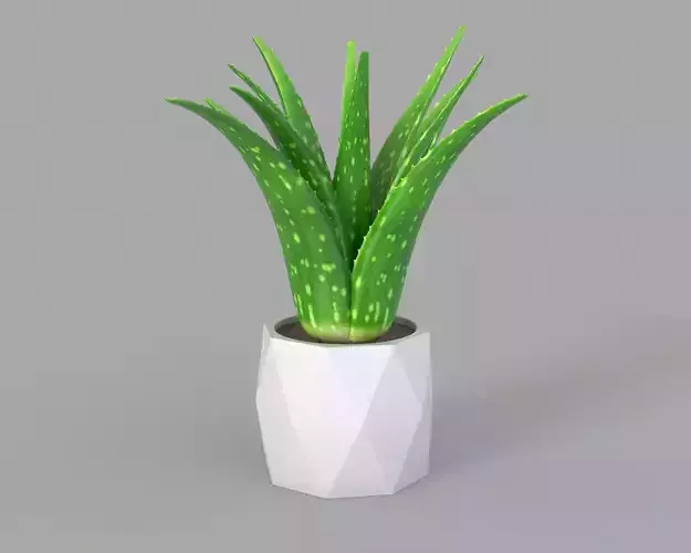 Aloe Vera 3D model