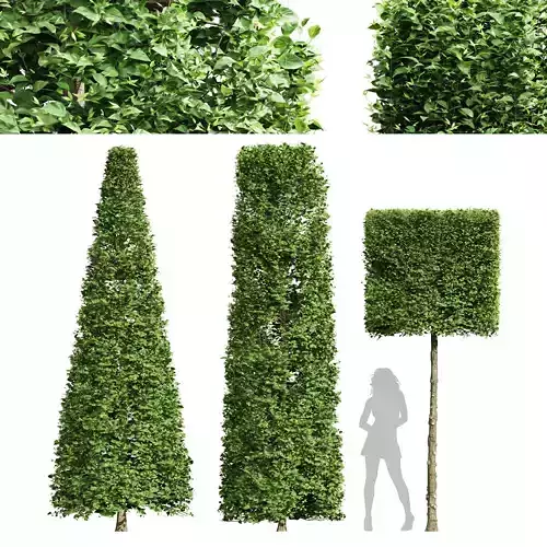 Carpinus Betulus Broadleaf Conical and Cigarette and Box 3D model