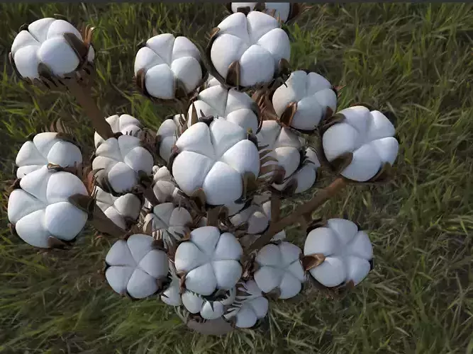 Next-generation cotton model download 3D model