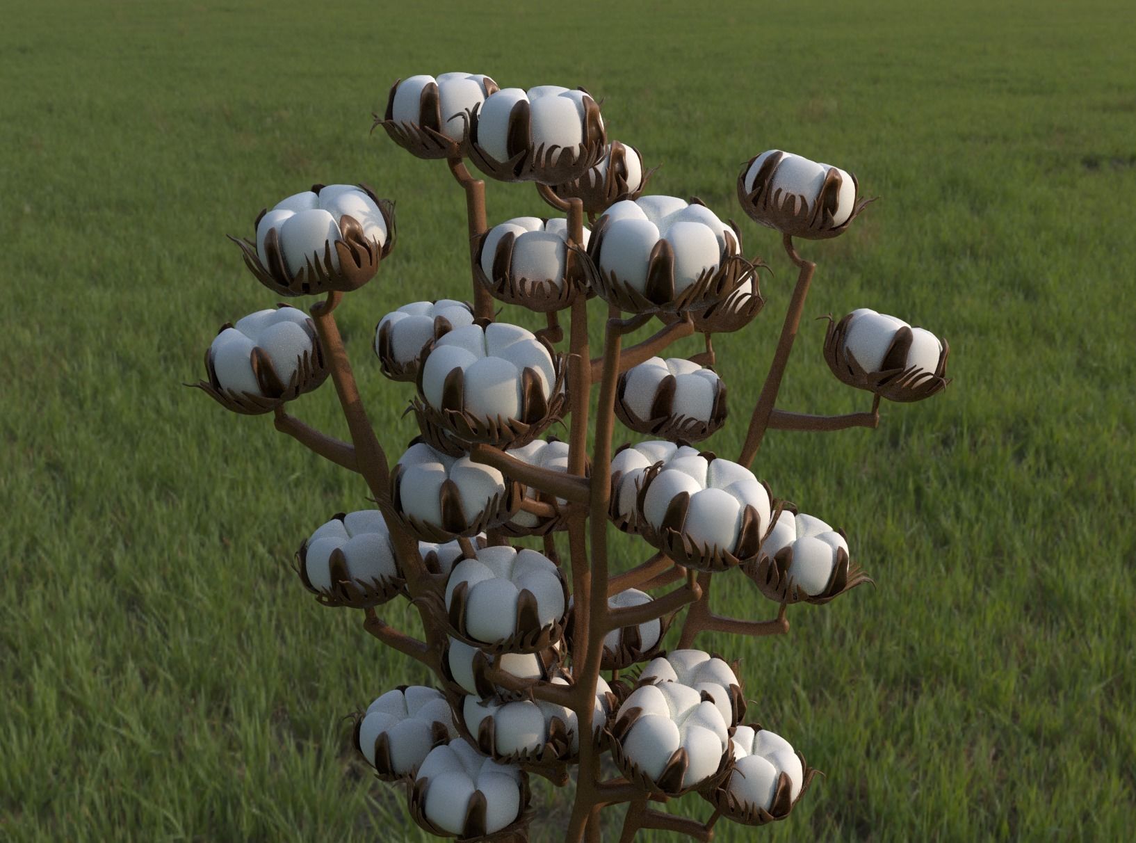 Next-generation cotton model download 3D model_2
