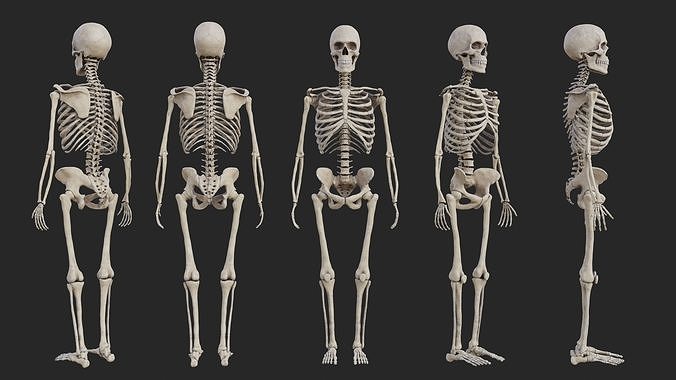 Human Skeleton Low-poly 3D model
