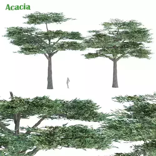 Acacia trees vol 87 3D model