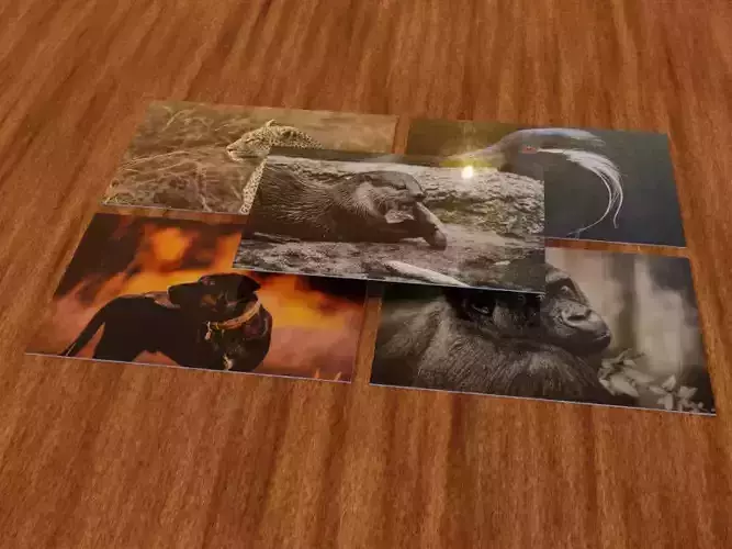 Puzzle with animals images