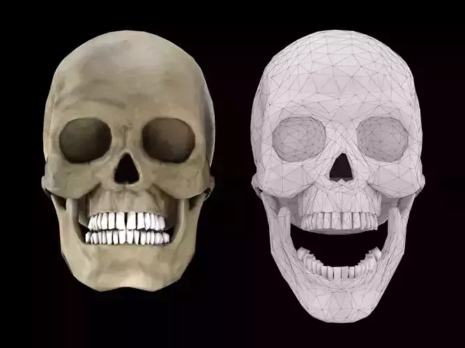 Human skull 1