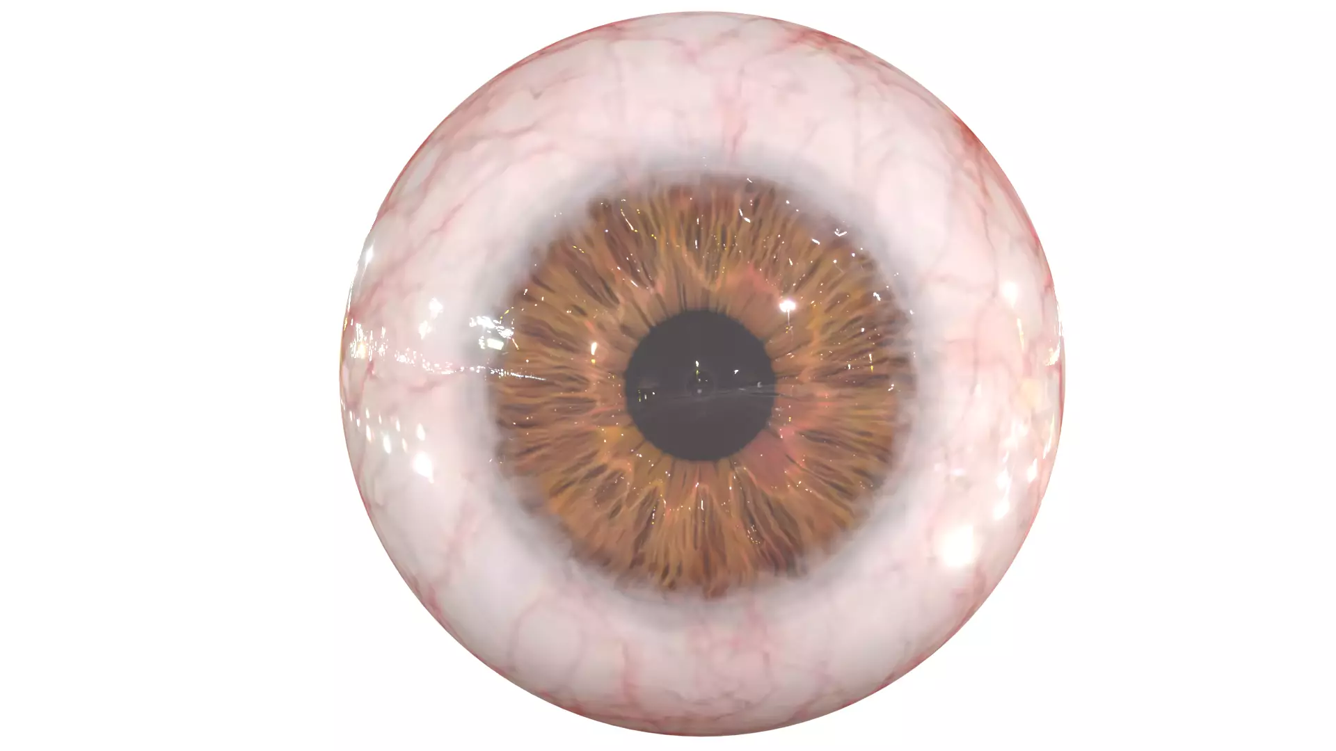 Human Eye Low-poly 3D model