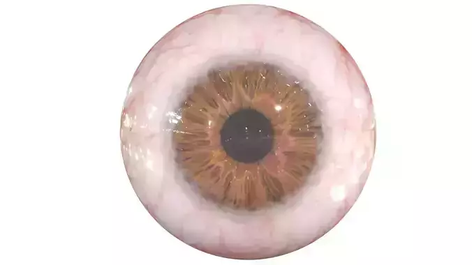 Human Eye