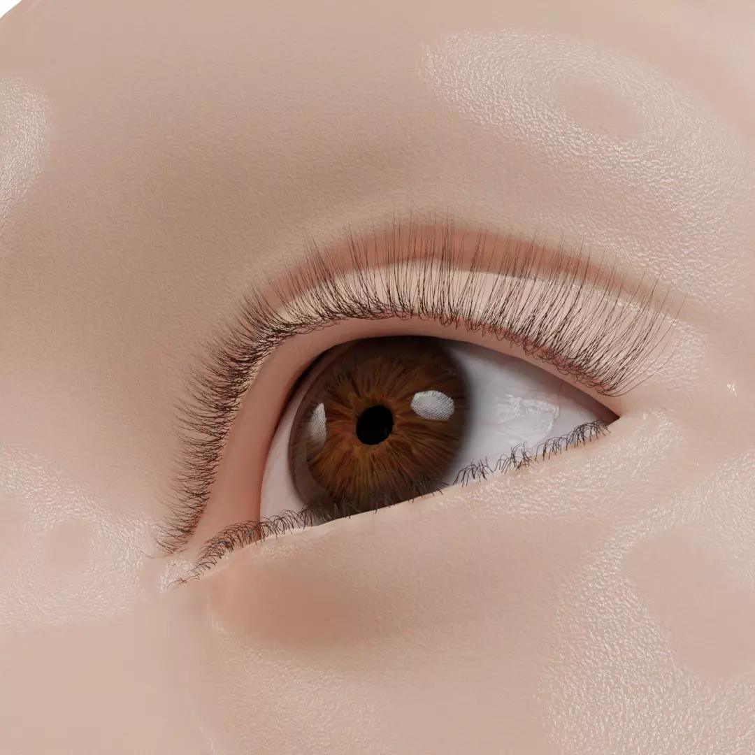 EYE MODEL WITH EYELIDS AND EYELASH Low-poly 3D model