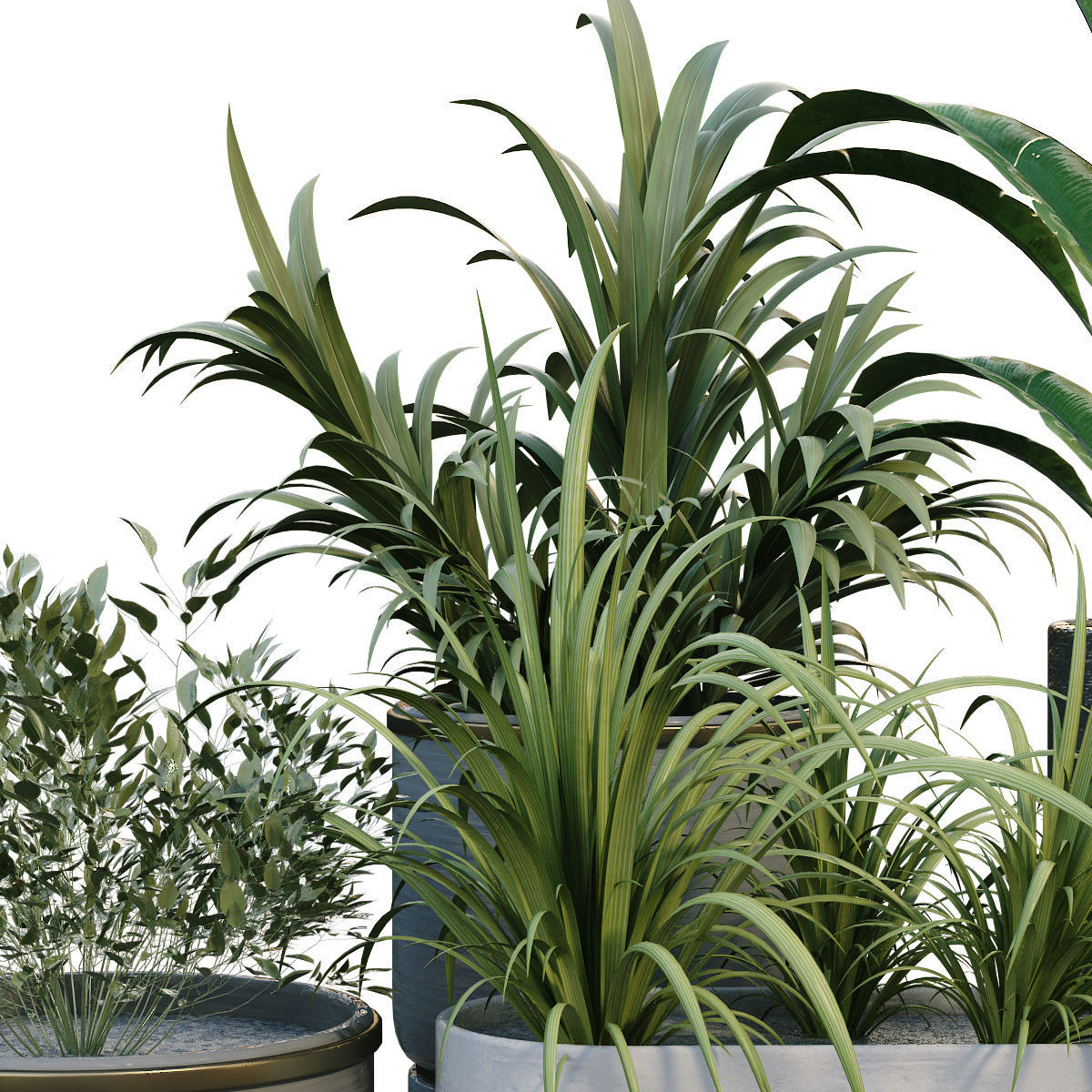 interior plant in box set 257 3D model_2