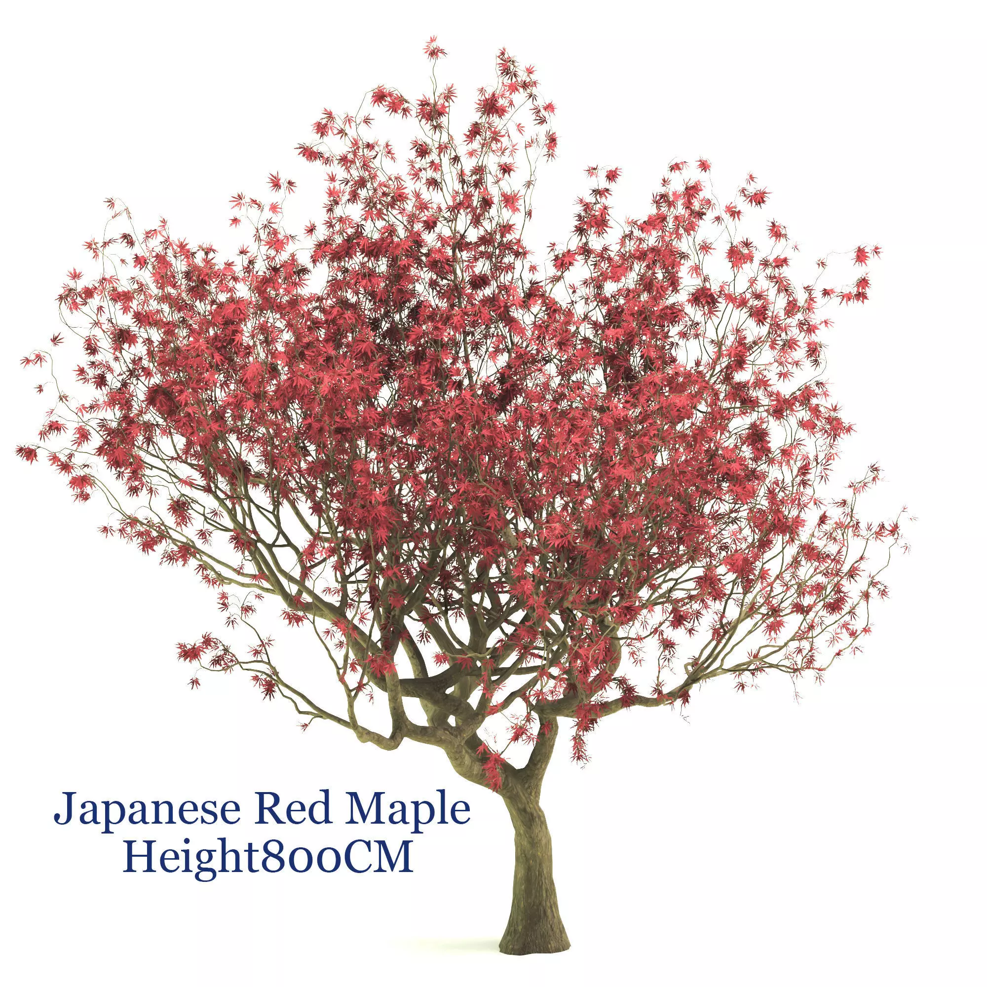 Japanese Red maple  3D model_0