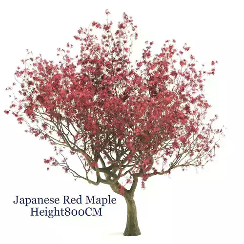Japanese Red maple  3D model