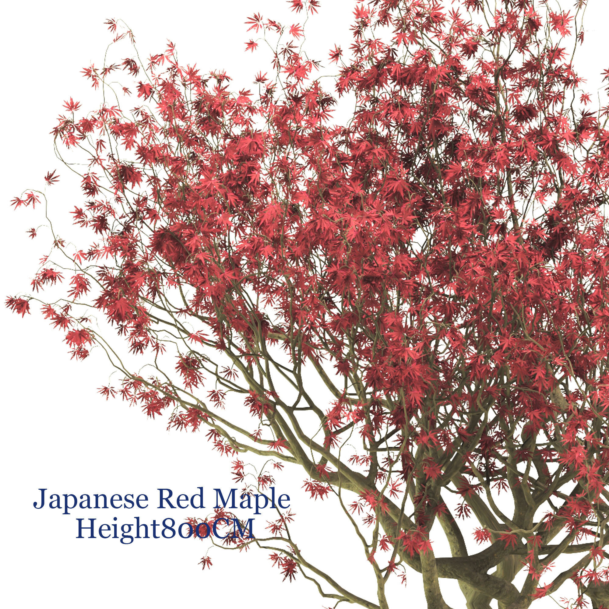 Japanese Red maple  3D model_1