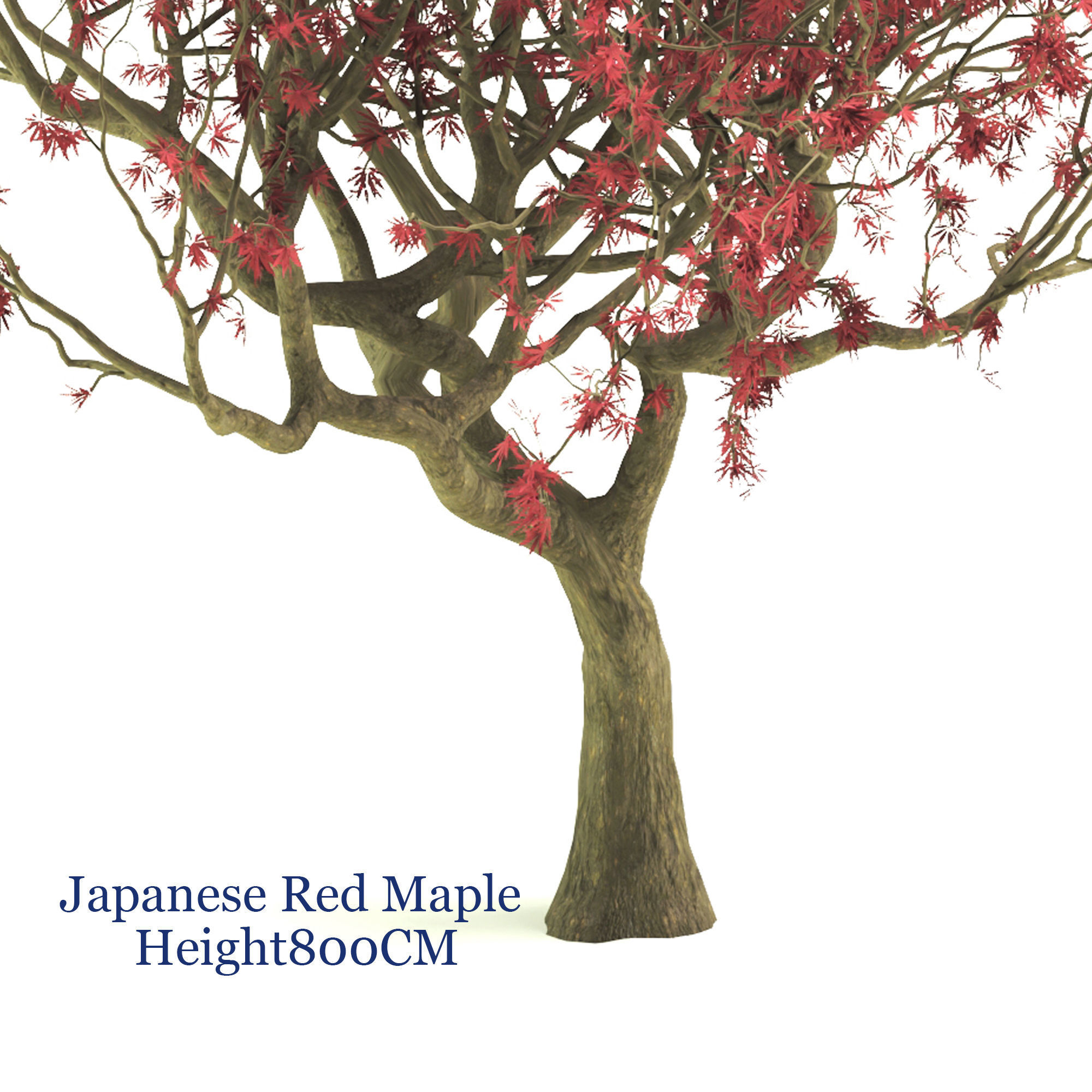 Japanese Red maple  3D model_3