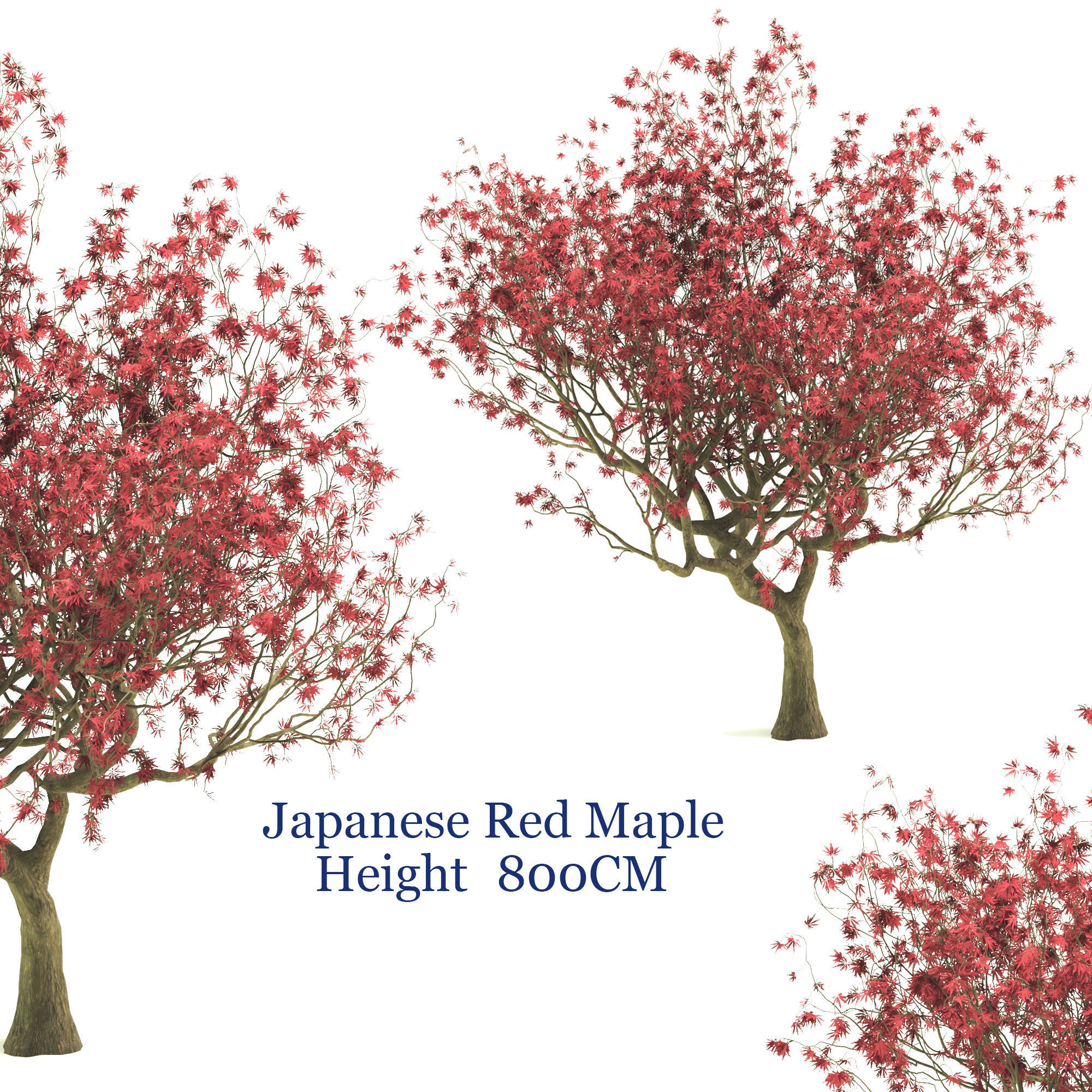 Japanese Red maple  3D model_2