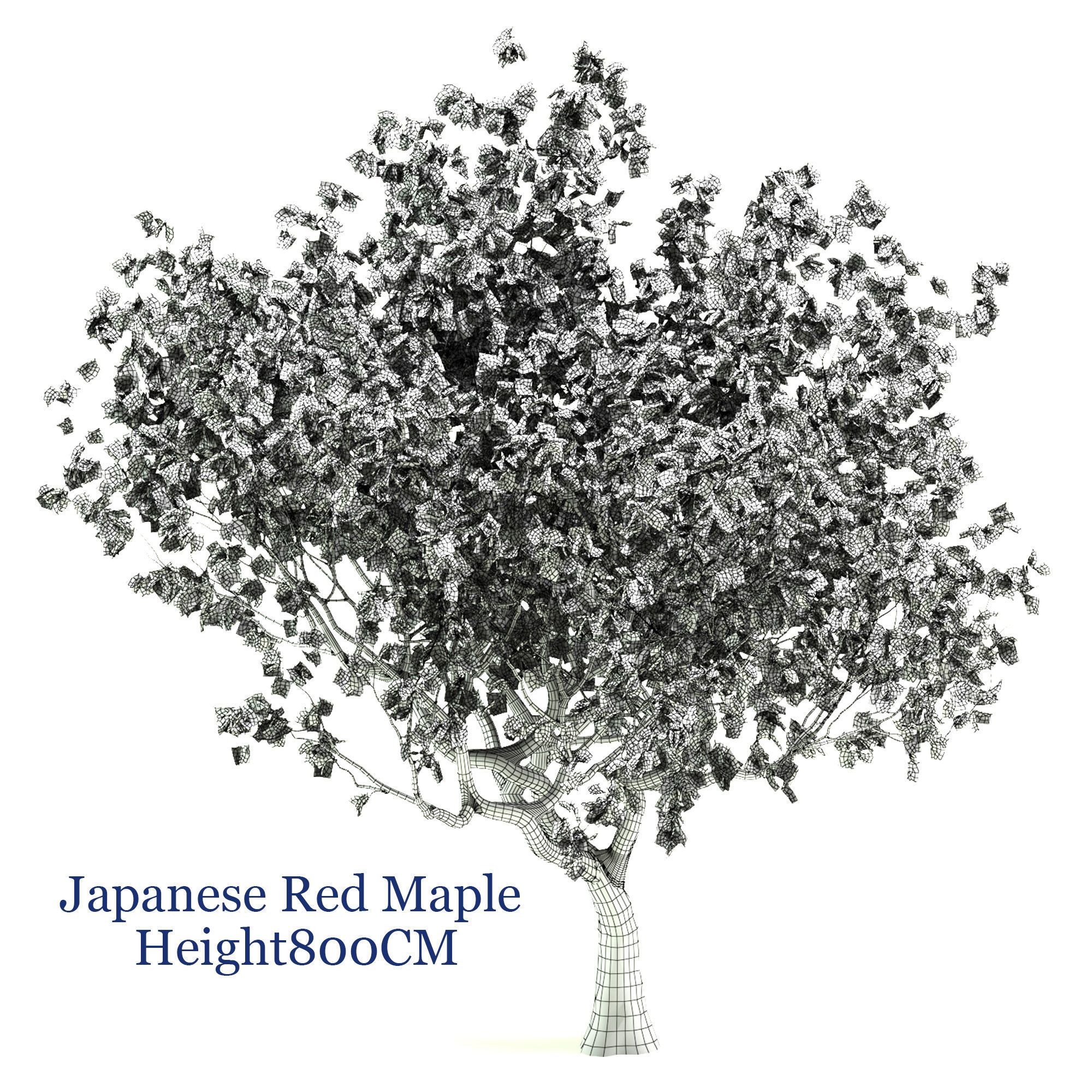 Japanese Red maple  3D model_4