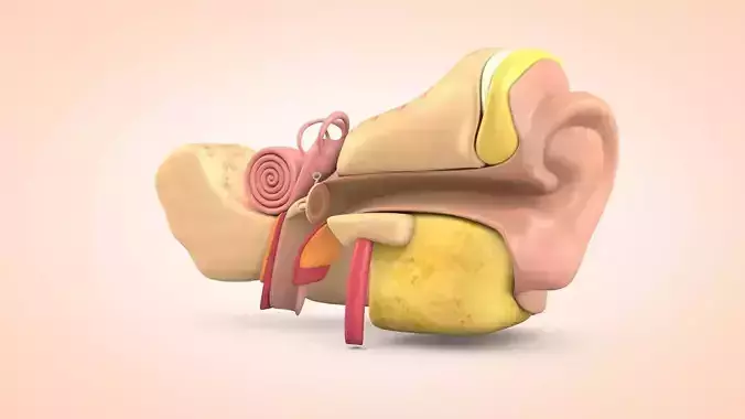 Ear Anatomy Cross Section