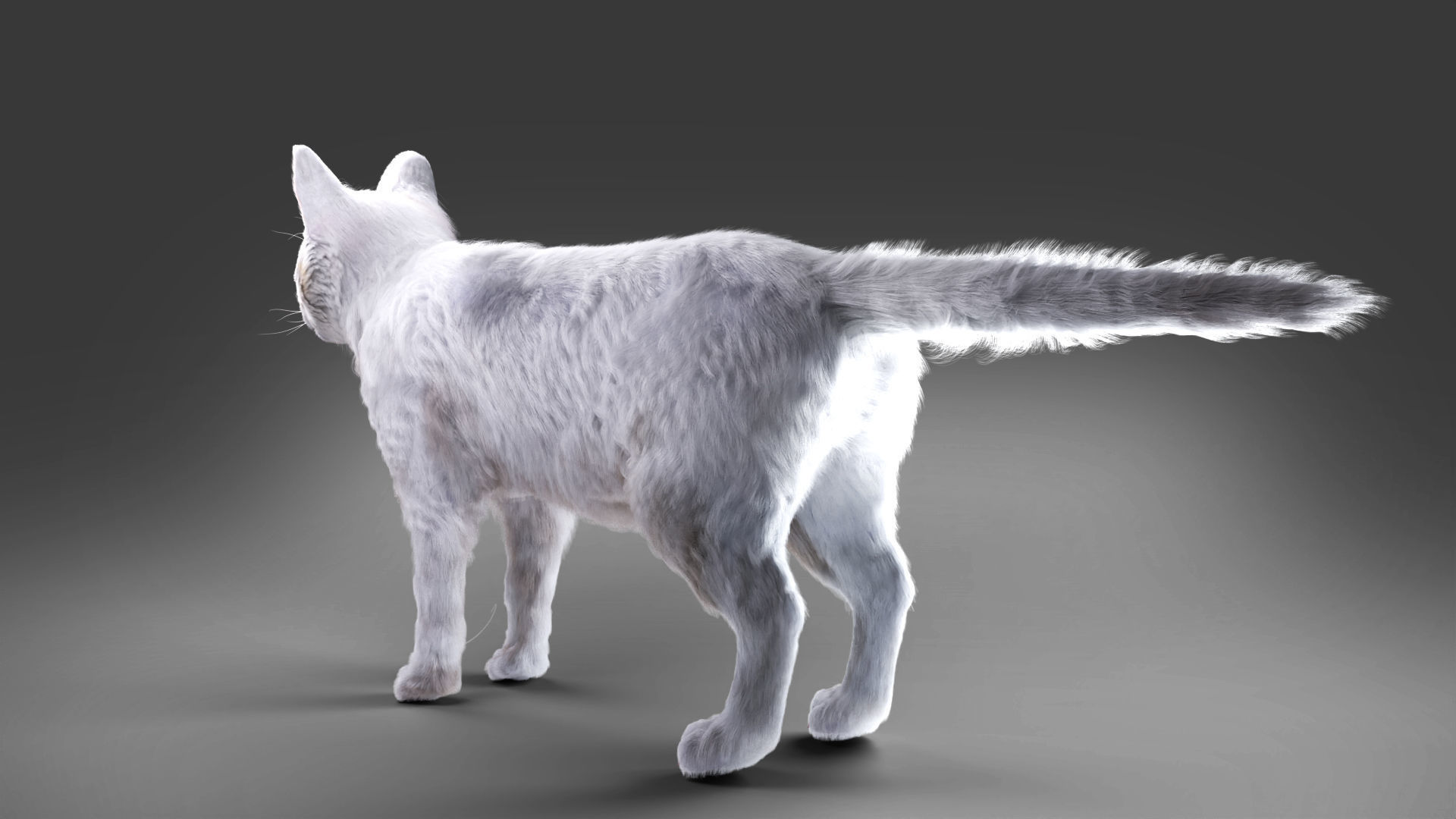 White fur cat No Rigged Low-poly 3D model_5