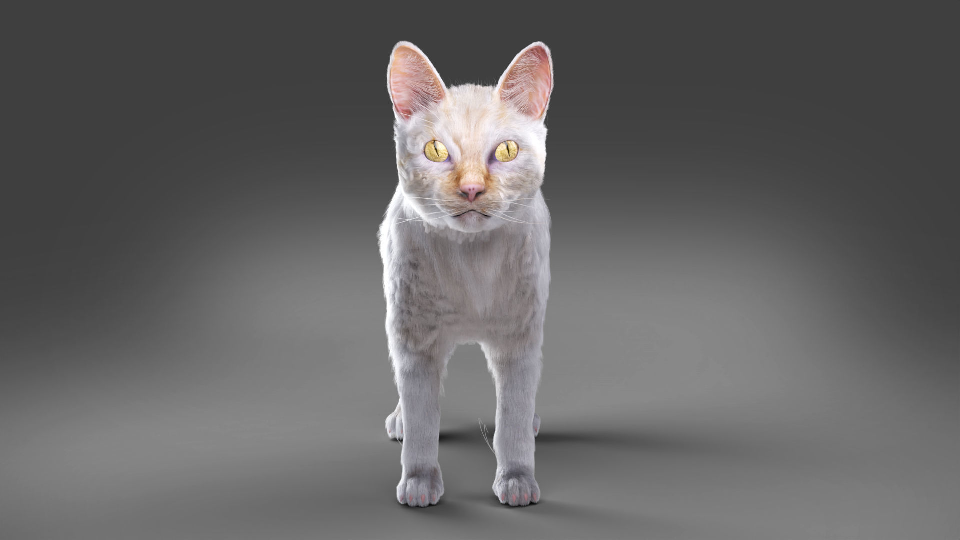 White fur cat No Rigged Low-poly 3D model_2