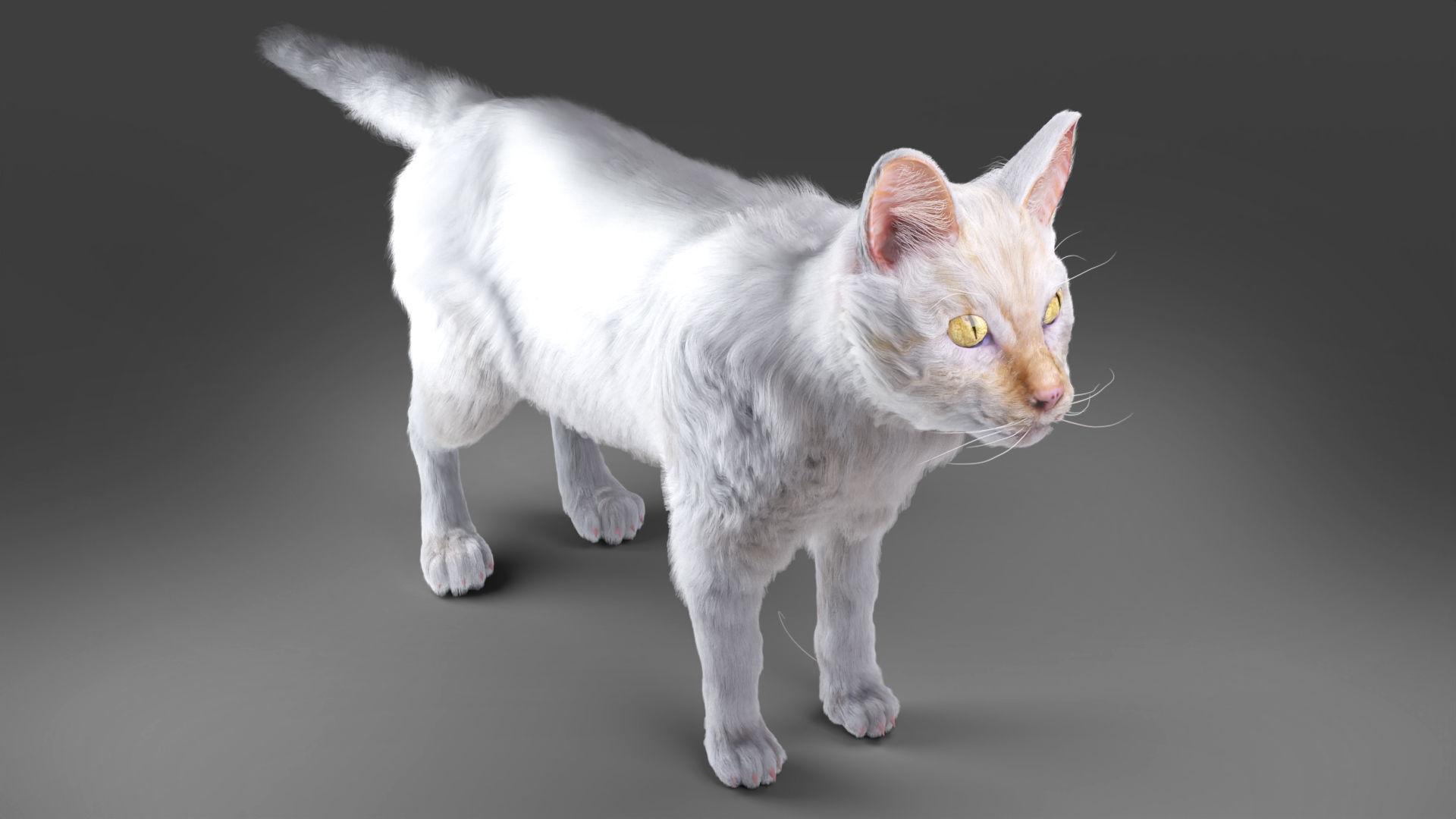 White fur cat No Rigged Low-poly 3D model_3