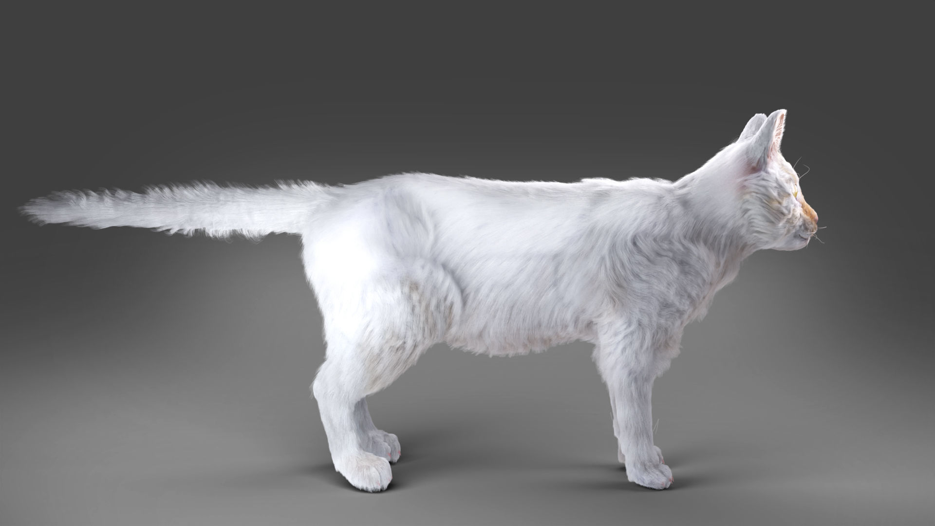 White fur cat No Rigged Low-poly 3D model_1