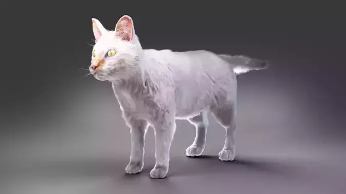 White fur cat No Rigged