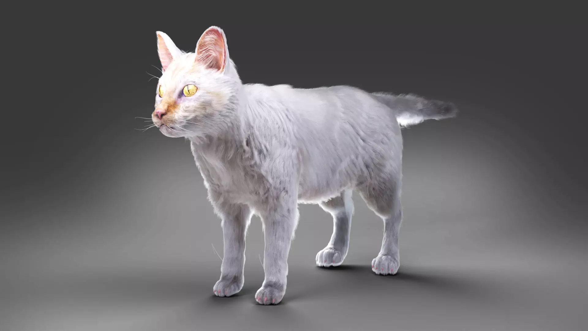 White fur cat No Rigged Low-poly 3D model_0