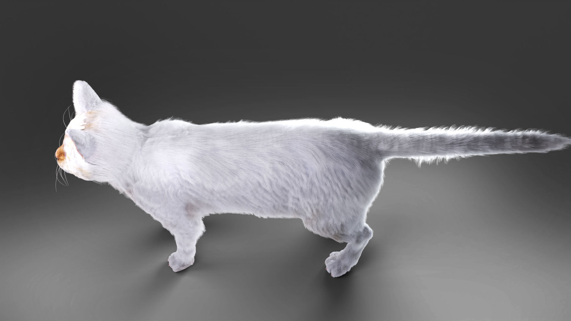 White fur cat No Rigged Low-poly 3D model_4