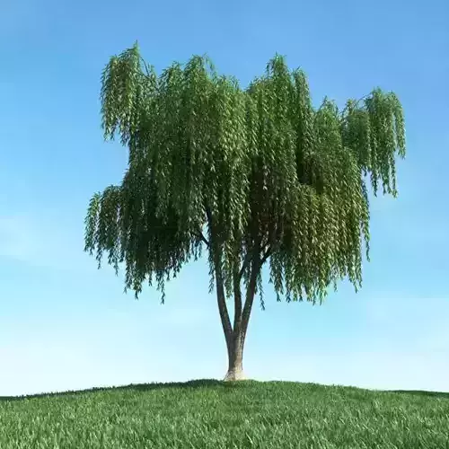 Green Weeping Willow Tree