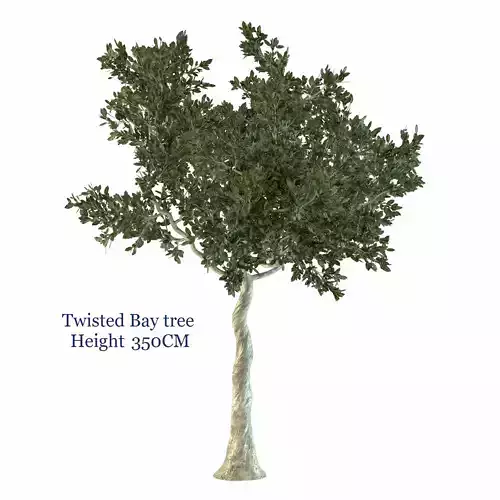 Twisted Bay tree Free 3D model