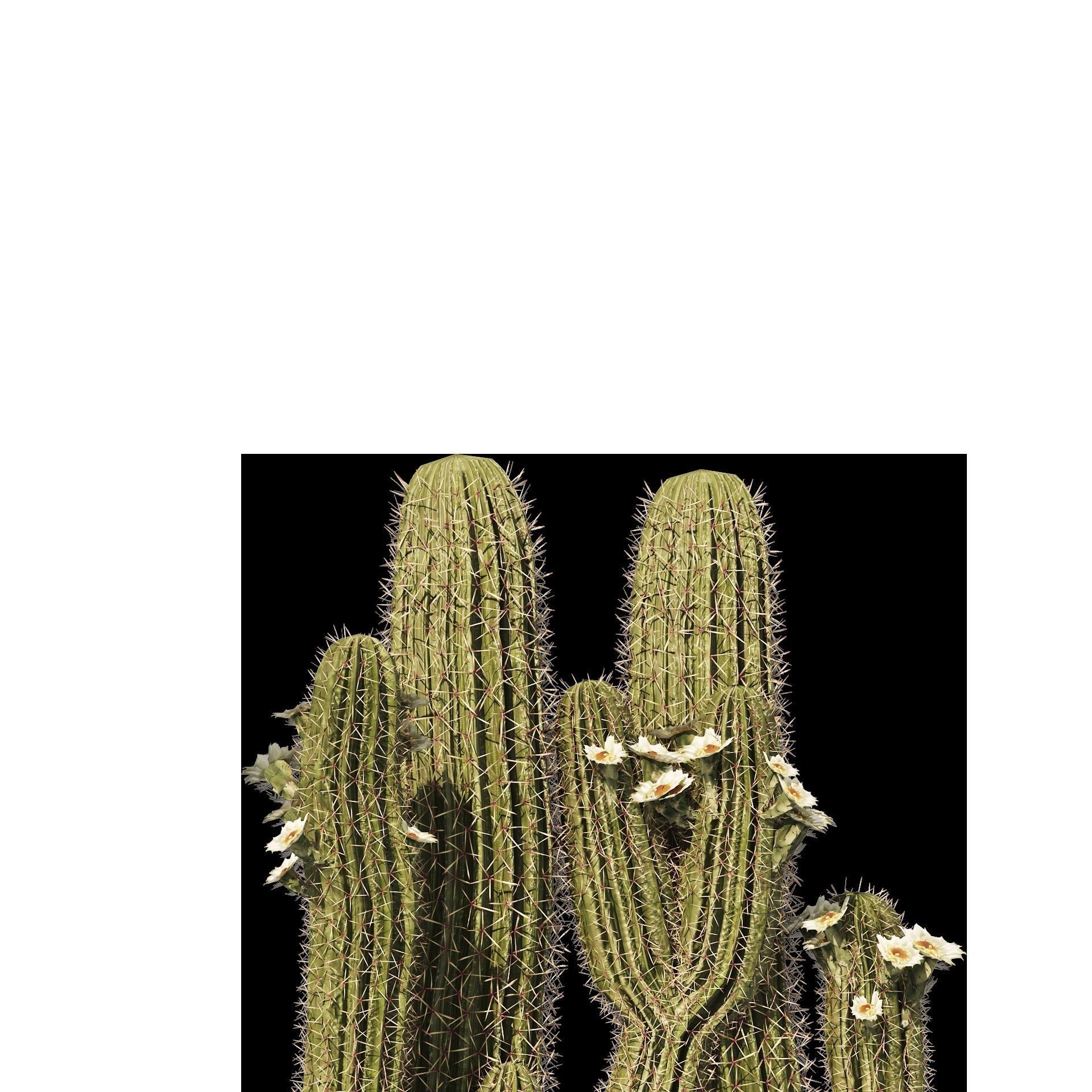 Saguaro Cactus of Arizona Low-poly 3D model_5