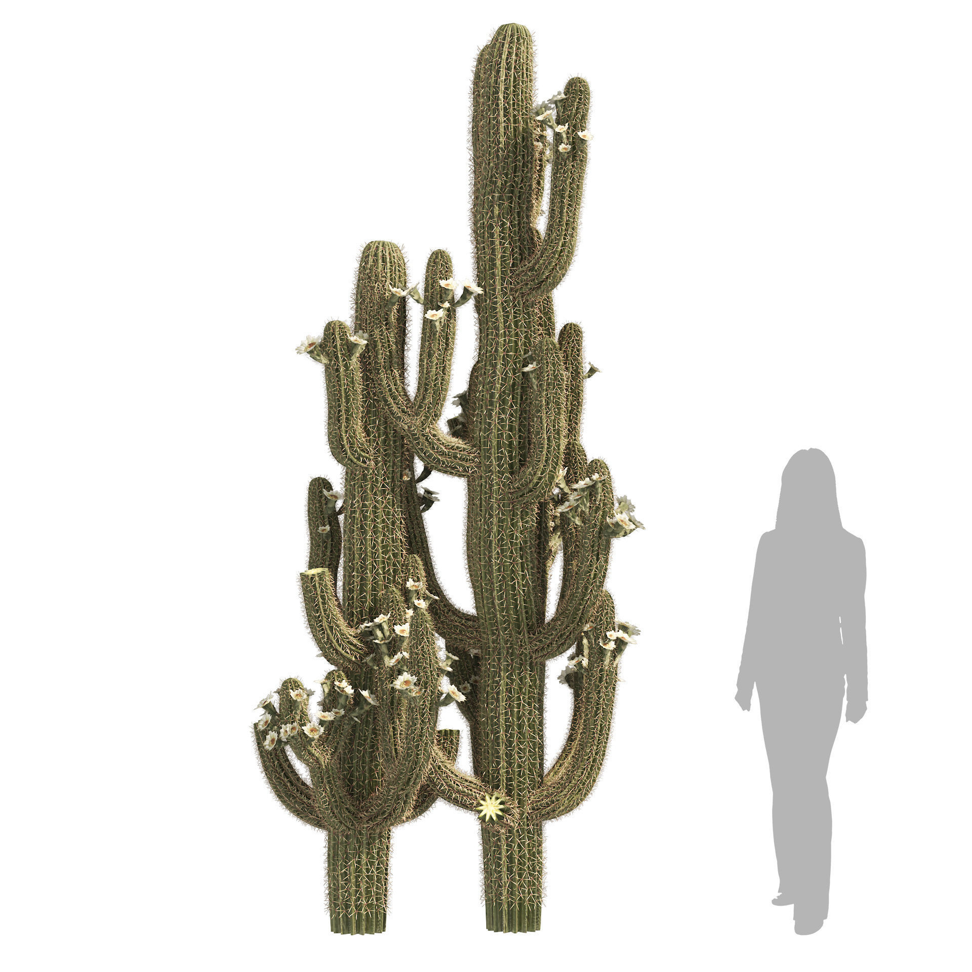 Saguaro Cactus of Arizona Low-poly 3D model_3