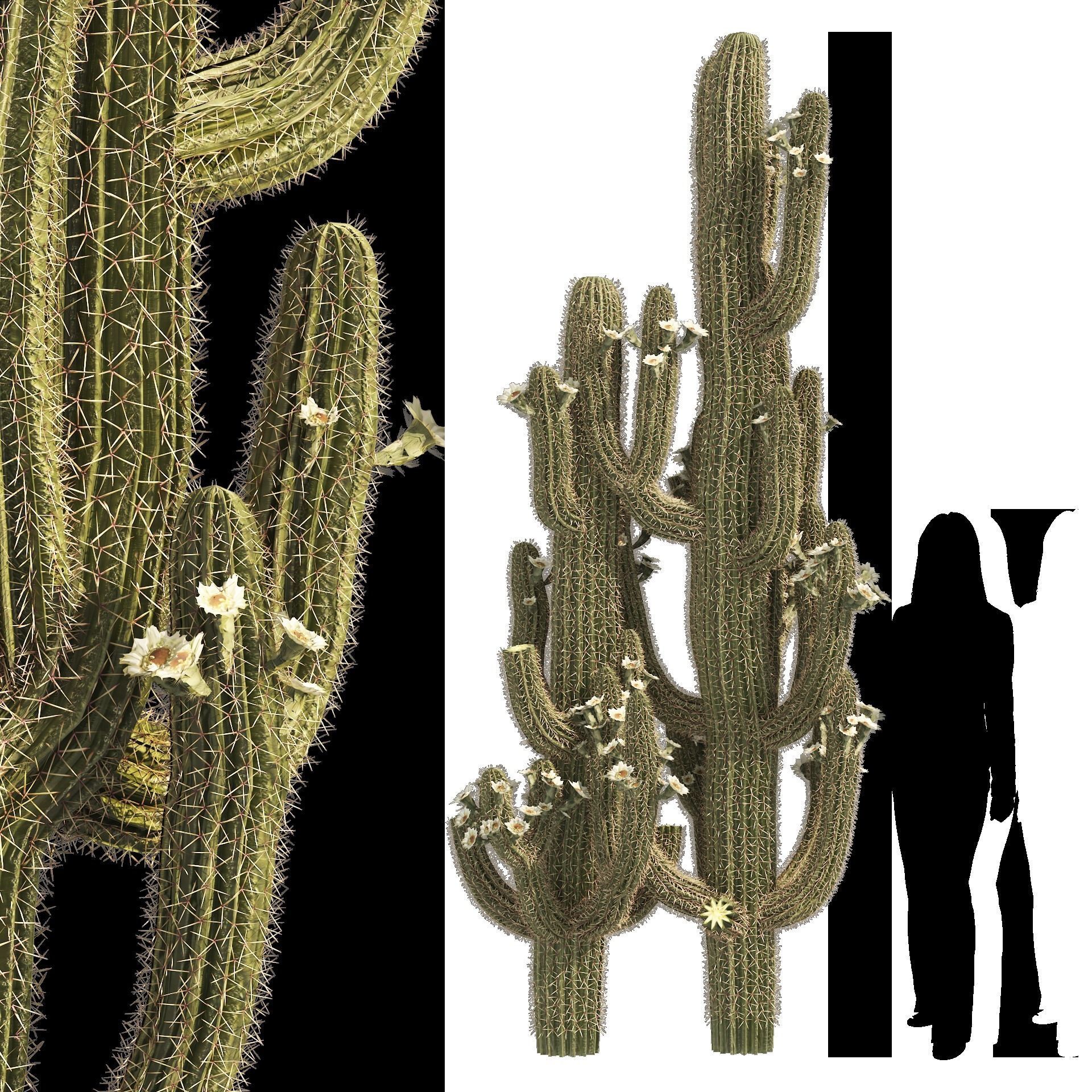 Saguaro Cactus of Arizona Low-poly 3D model_6