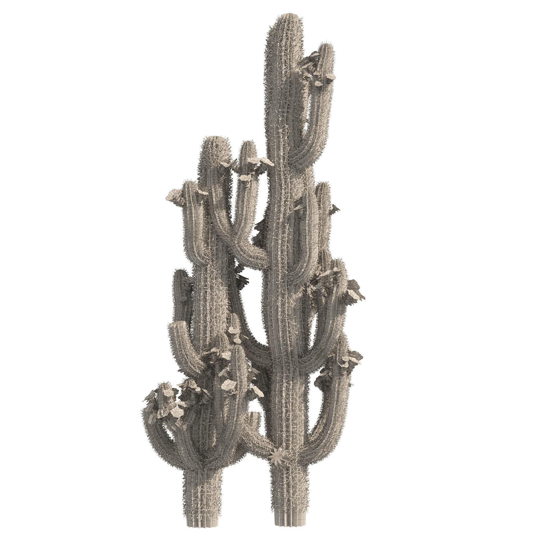 Saguaro Cactus of Arizona Low-poly 3D model_7