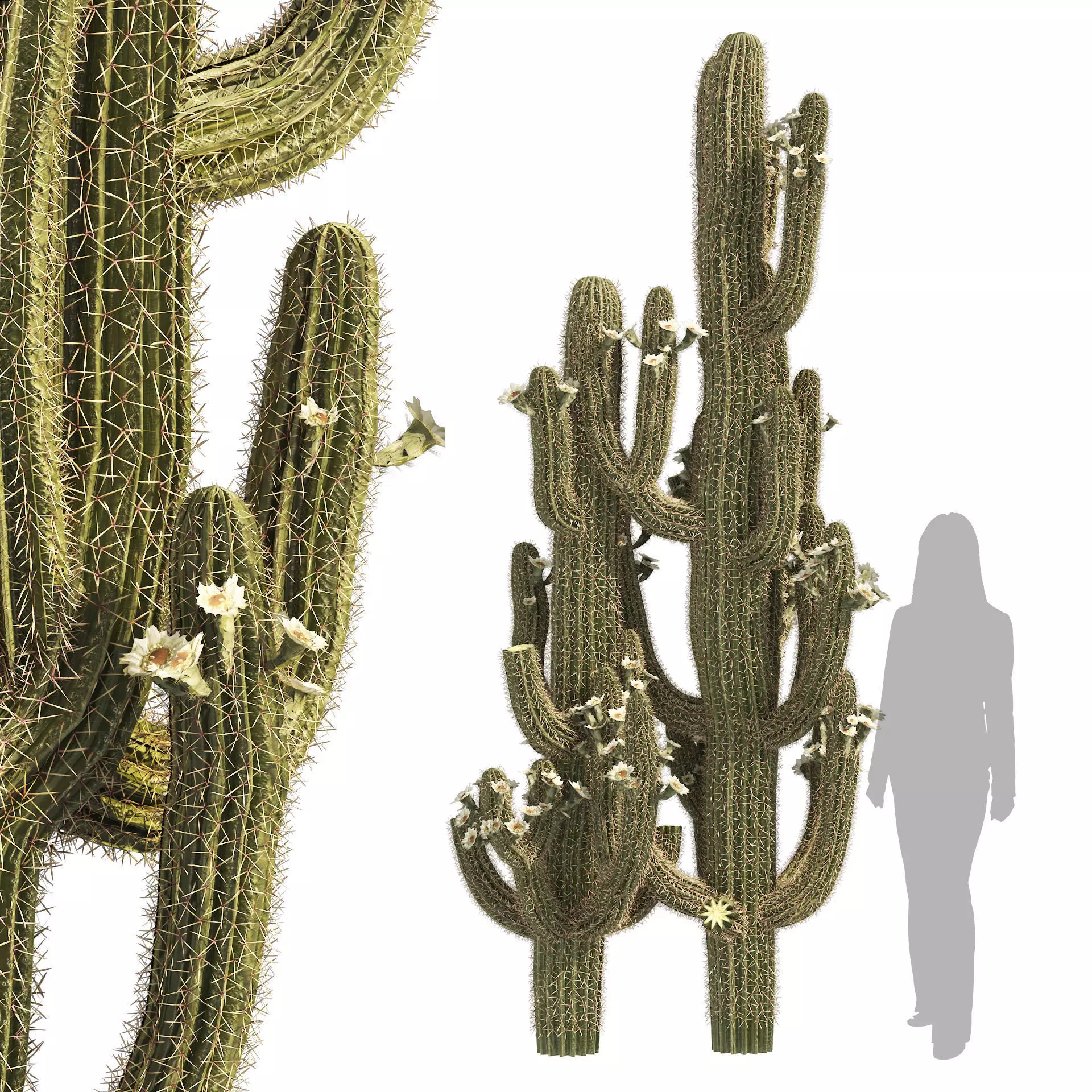 Saguaro Cactus of Arizona Low-poly 3D model_0