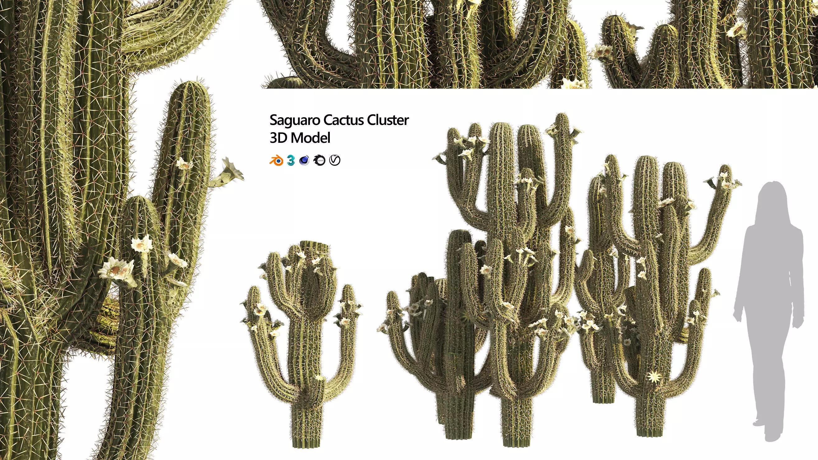 Saguaro Cactus Cluster of Arizona 3D model_0