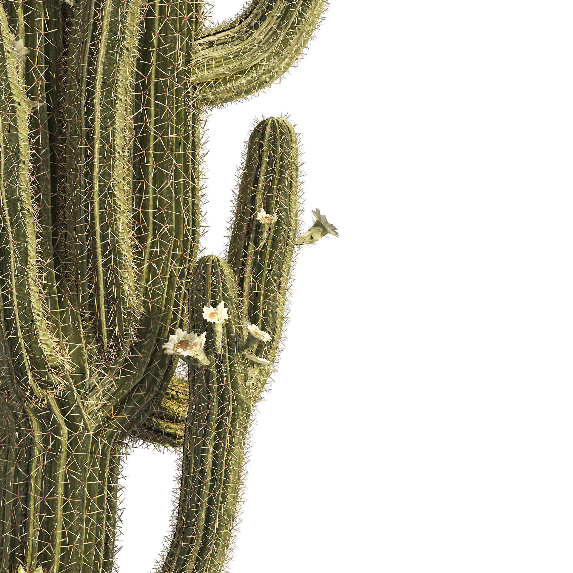 Saguaro Cactus Cluster of Arizona 3D model_2