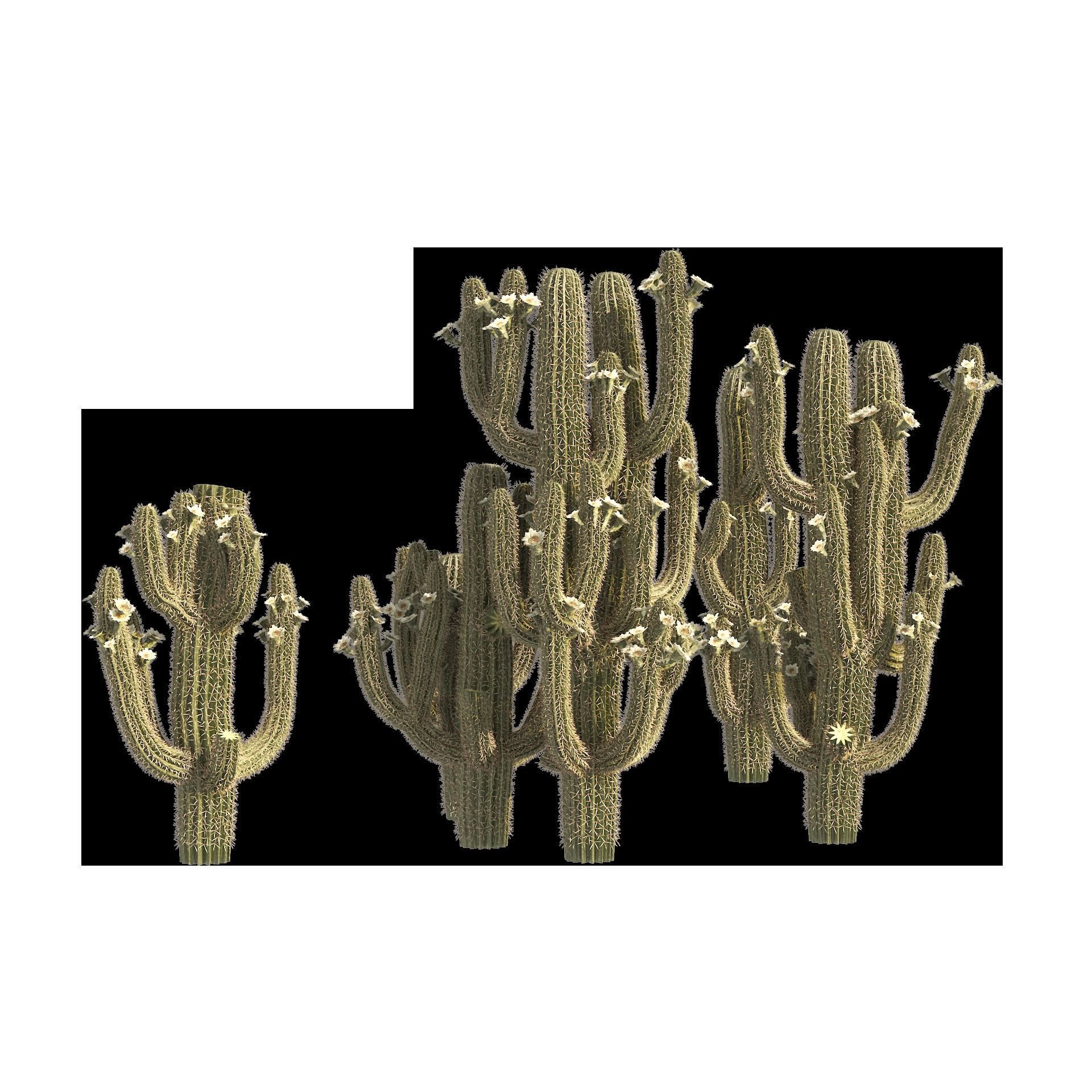 Saguaro Cactus Cluster of Arizona 3D model_8