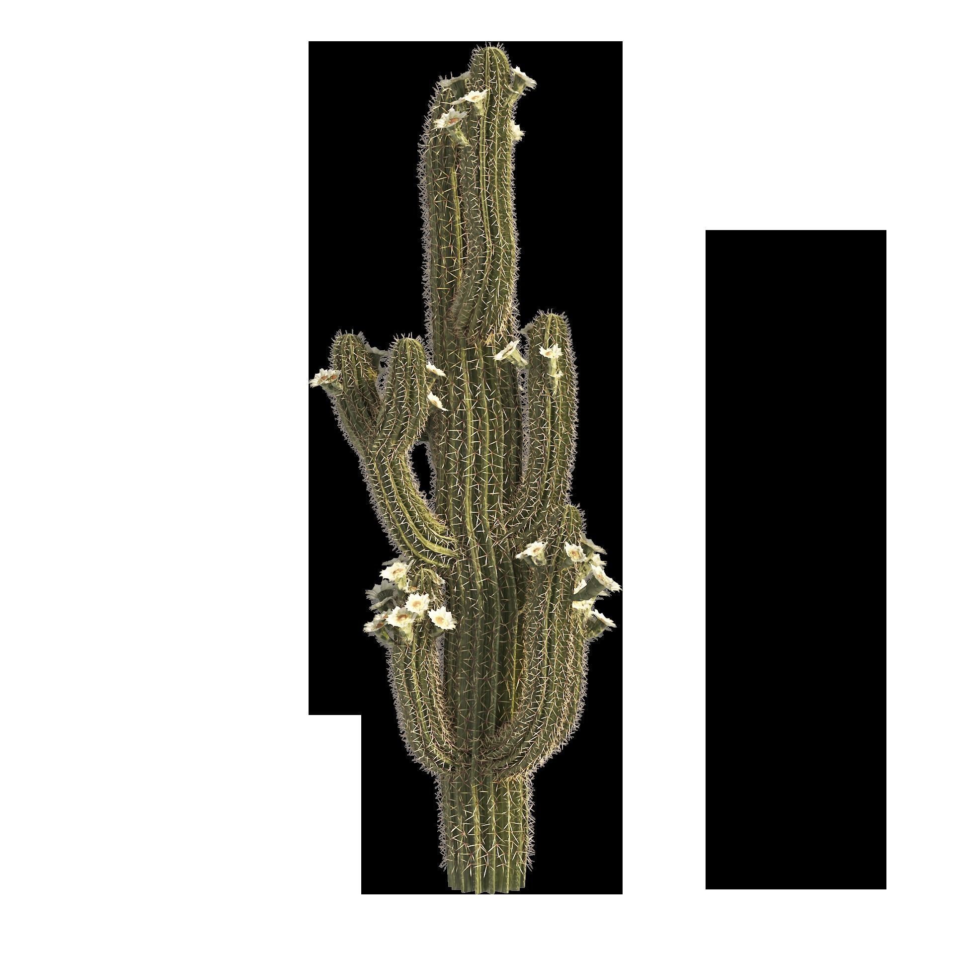 Saguaro Cactus Cluster of Arizona 3D model_9