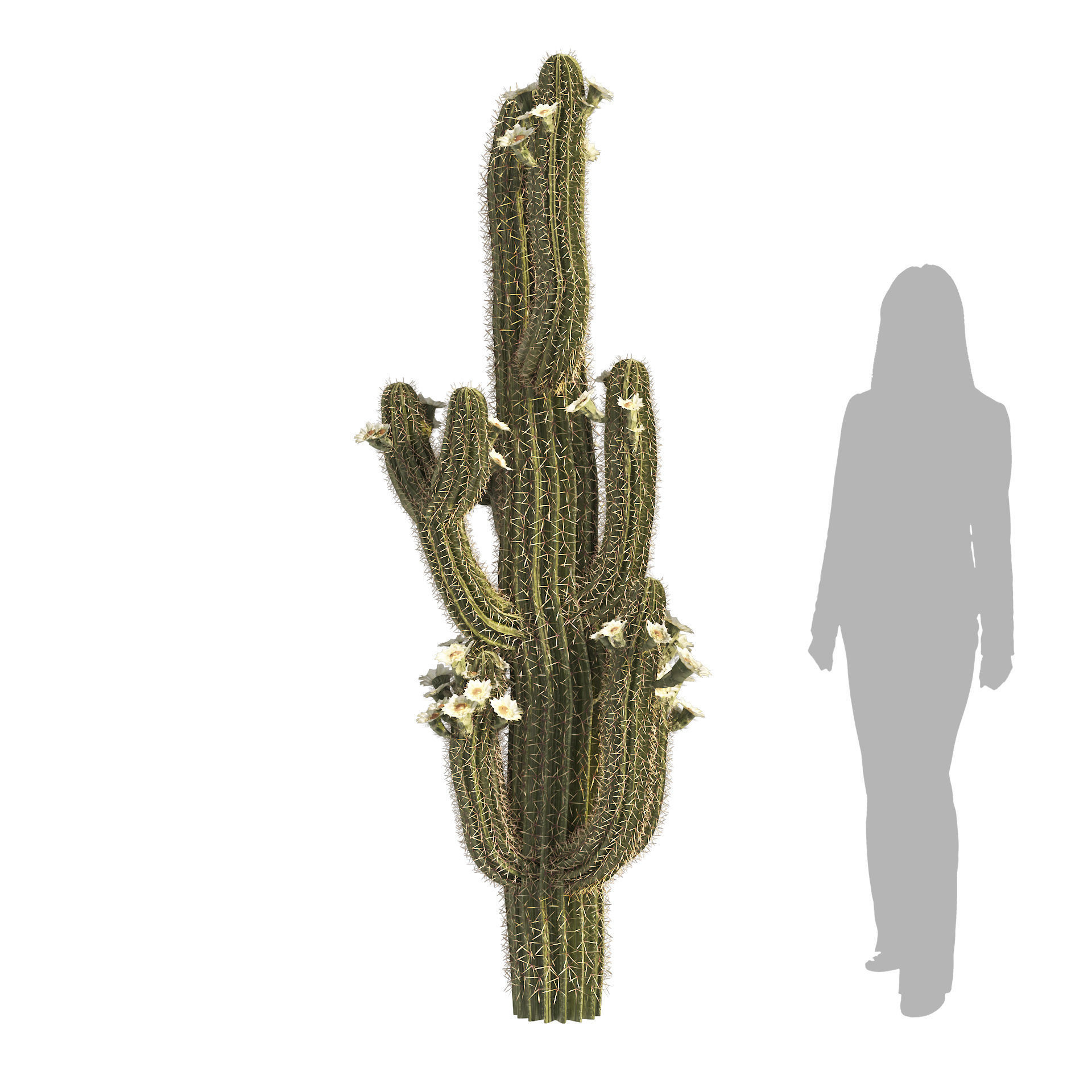 Saguaro Cactus Cluster of Arizona 3D model_5