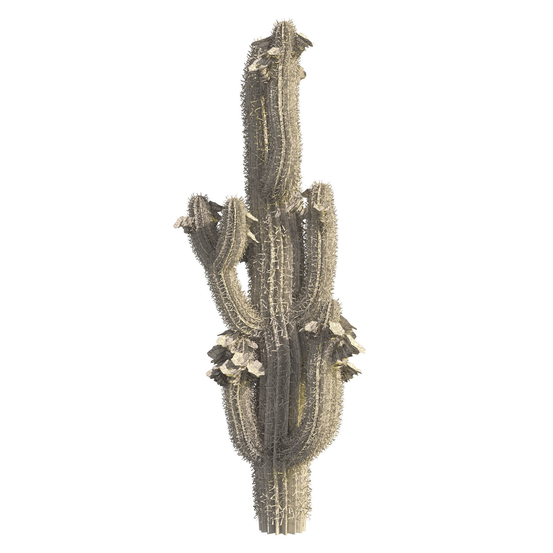 Saguaro Cactus Cluster of Arizona 3D model_6