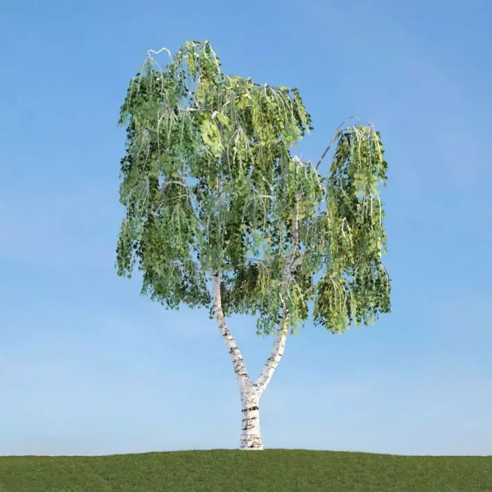 Green Weeping Betula Tree 3D model_0