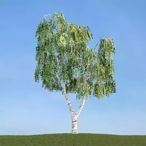 Green Weeping Betula Tree