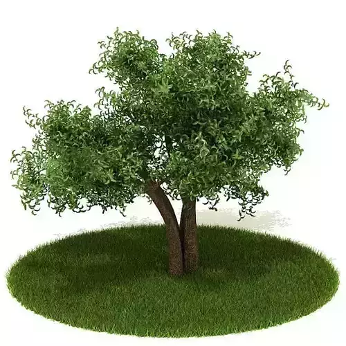 Green Healthy Tree