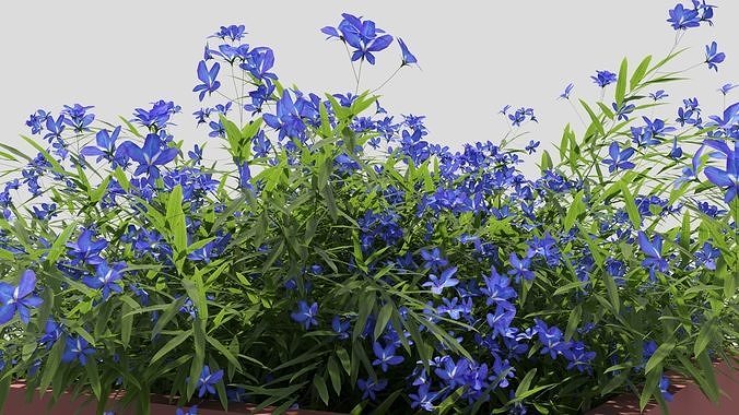 lobelia flower 3D model