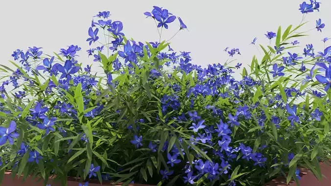 lobelia flower